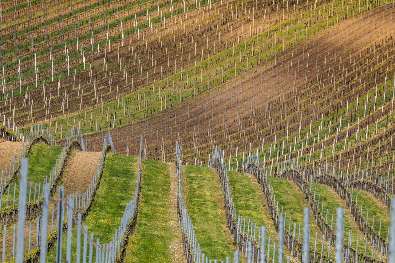 Vinoza - A Vinny Sklep Rulandova * Velké Bílovice